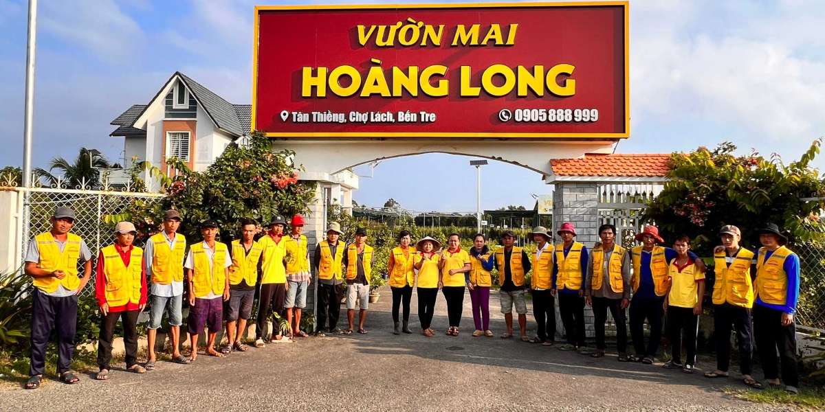 6 cây mai vàng đẹp nhất, với giá cao nhất ở Việt Nam